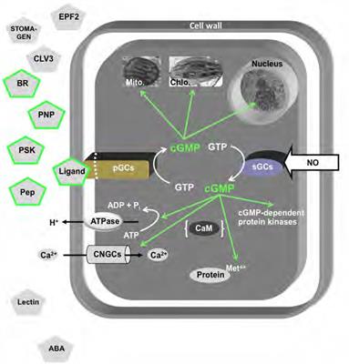 Cyclic Nucleotide Monophosphates and Their Cyclases in Plant Signaling